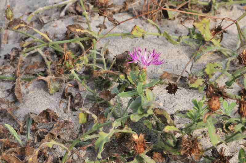 Centaurea sphaerocephala